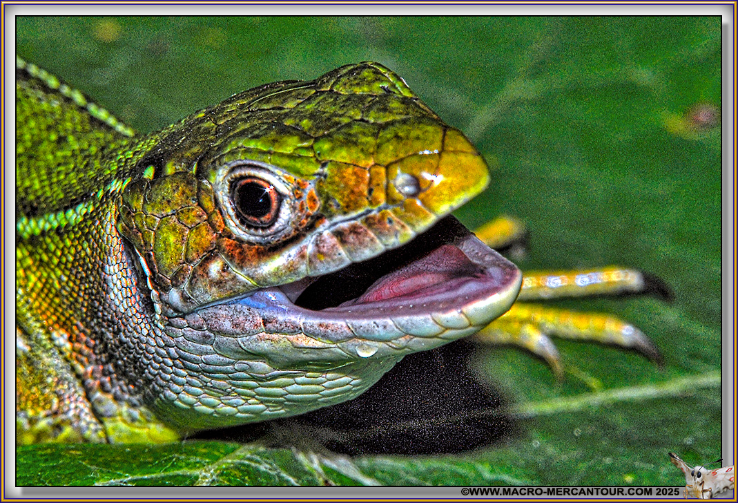 17-Mante-JeuneDSC_0034 copie